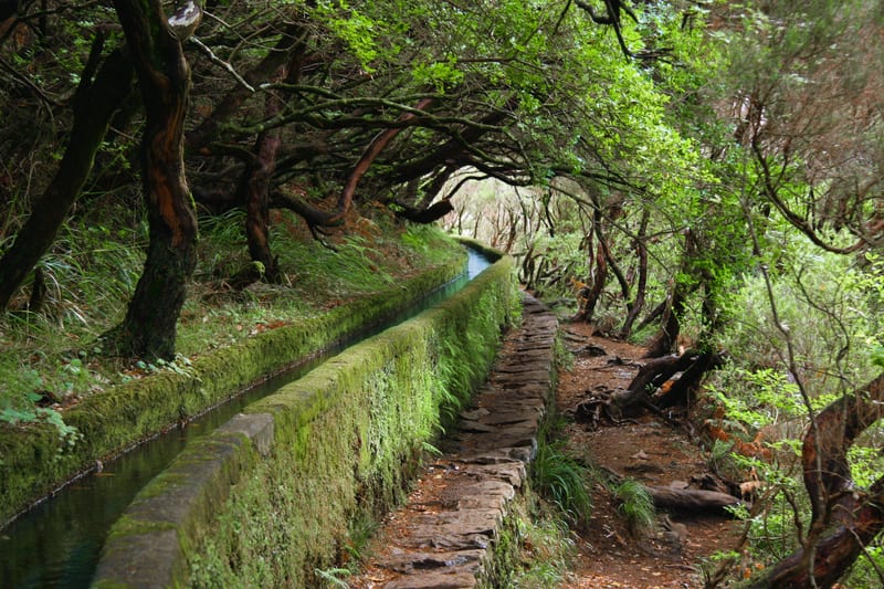 Levada walk through laurisilva forest, Madeira